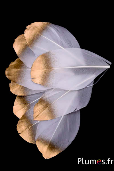 Petali di piume dipinte  